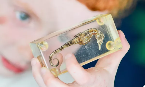 child looking at a seahorse in amber