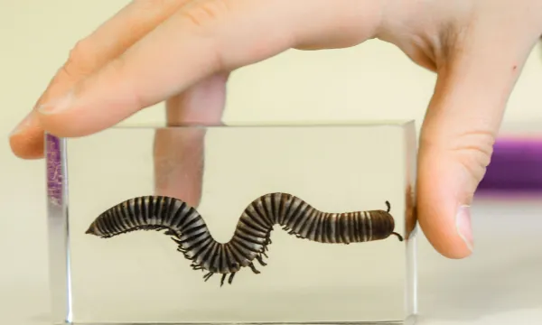 a hand holding a millipede in resin