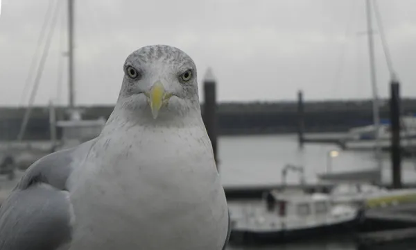 Seagull staring directly into the camera looking angry