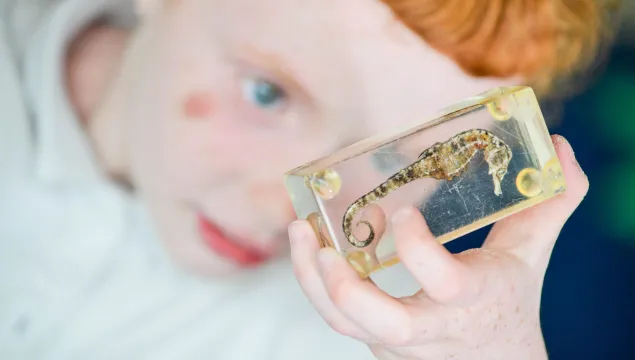 A child looking at a seahorse in a glass case