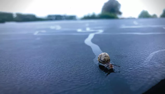 A close-up of a snail on a wet surface, leaving a trail behind them 