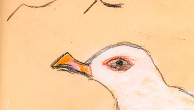 Child's drawing of a seagull's face with birds flying in the background.