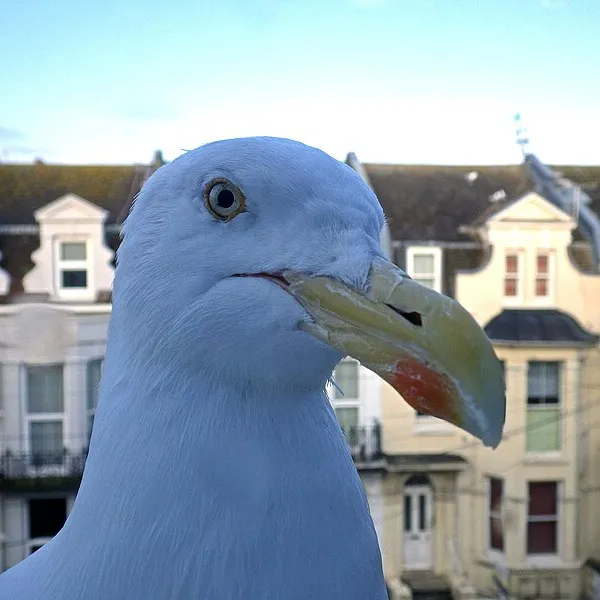 A seagull face close up with houses behind