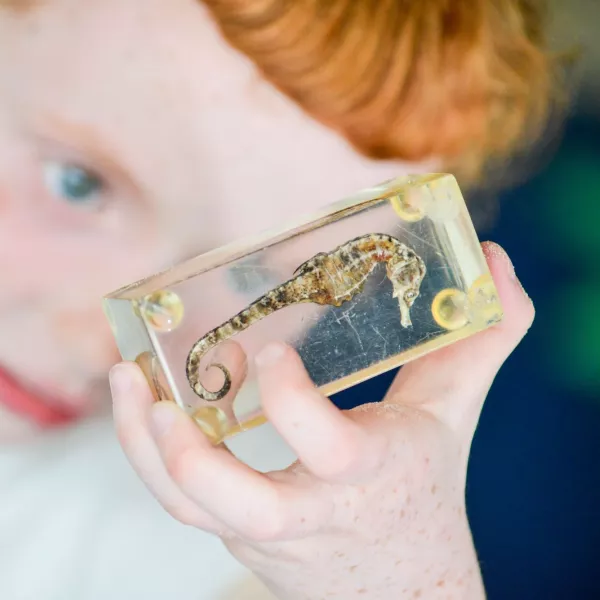 A child looking at a seahorse in a glass case