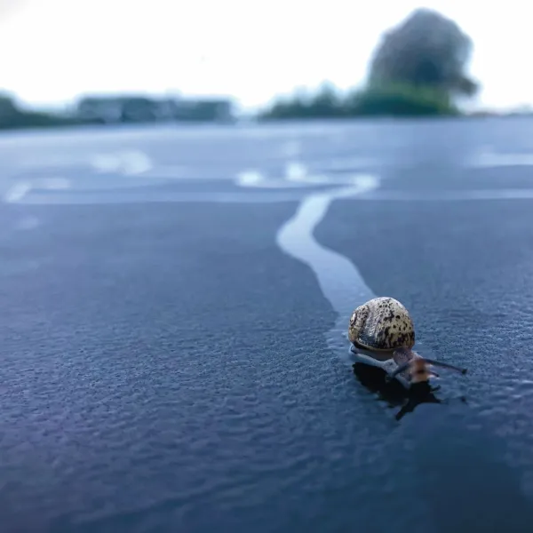 A close-up of a snail on a wet surface, leaving a trail behind them 