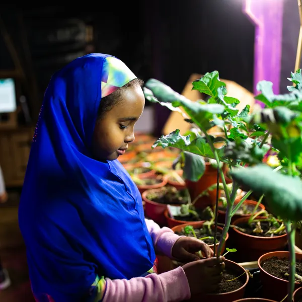A young girl is stood in a green house looking at and holding some leafy green plants. She is wearing a bright blue hijab.