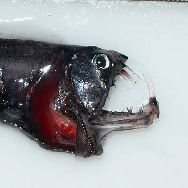 Pacific viperfish - thin, black and red fish with pointy teeth